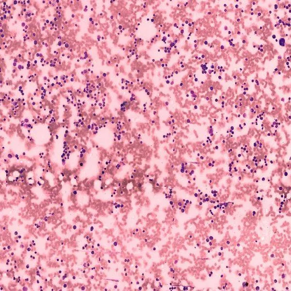 Want the Best Histology slides services in Delhi NCR India