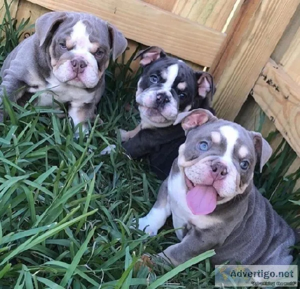 Buy Beautiful English bulldog puppies in usa