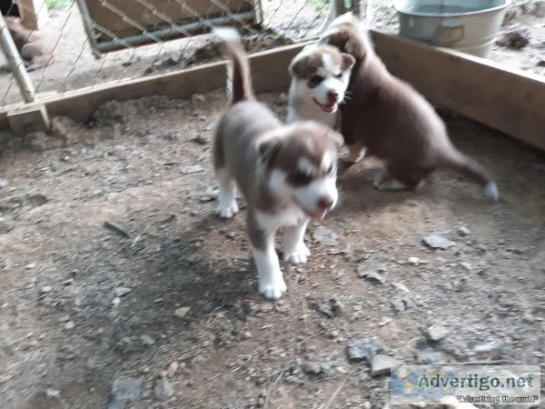 Husky puppies