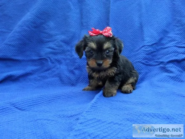 Yorkie Puppies