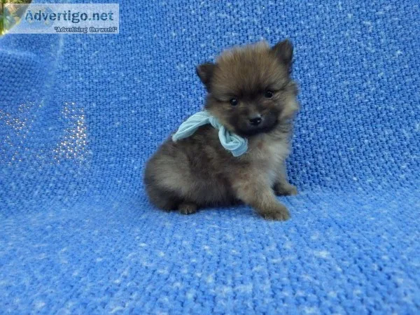 Fluffy Pomeranian Puppies