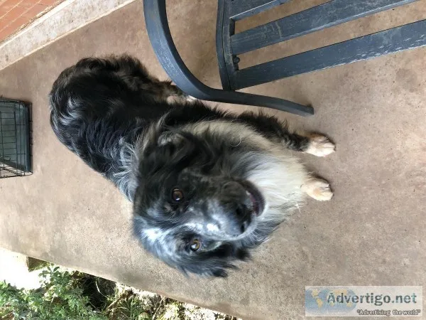 Aussie blue merle