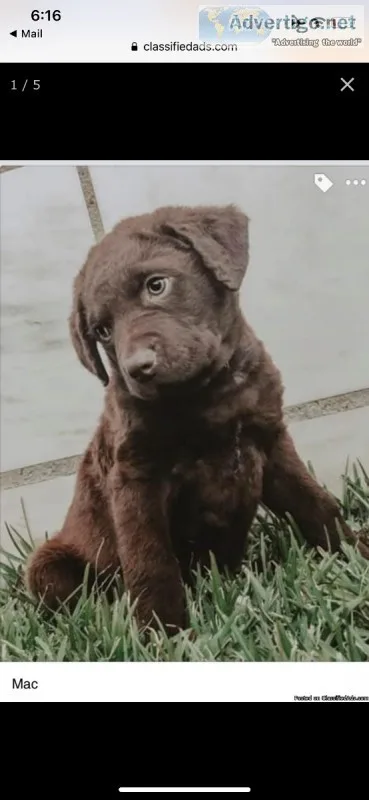 Chesapeake Bay Retrievers