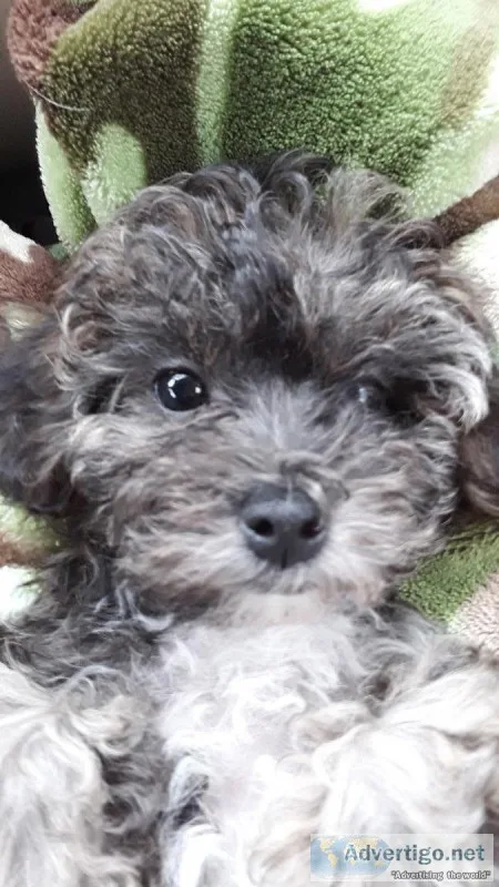 Malti-pooyorkie