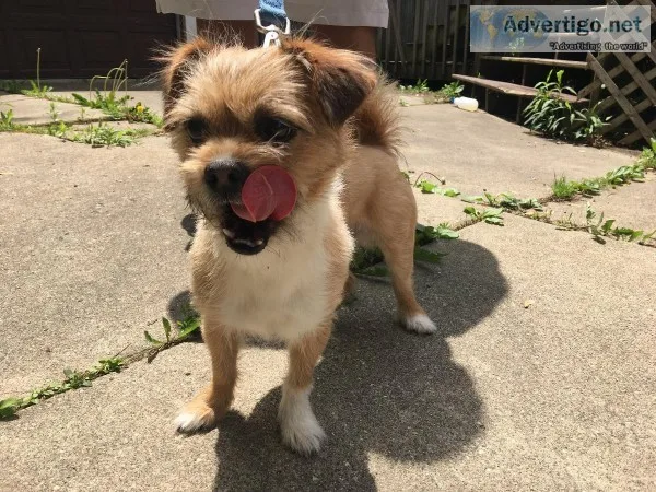 Rehoming my Chi Mixed Puppy