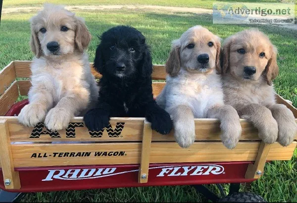 Goldendoodles