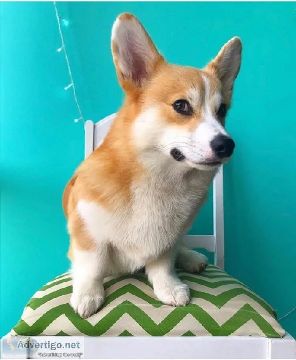 Pembroke weshly corgis for sale