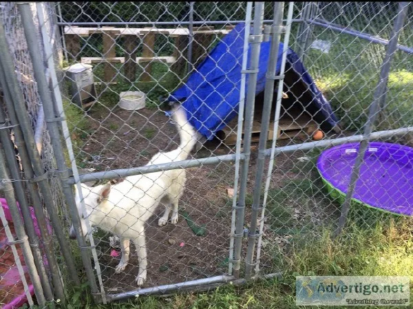 AKC White German Shepherd