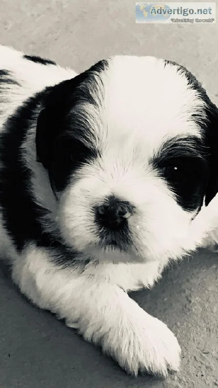 Full Blooded Shih Tzu Pups