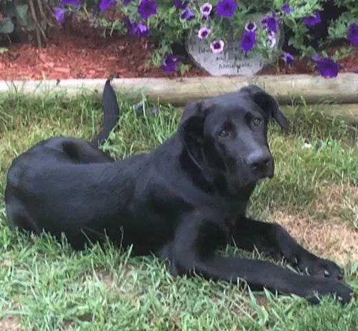 LabShepherd Mix pups DUE Sept