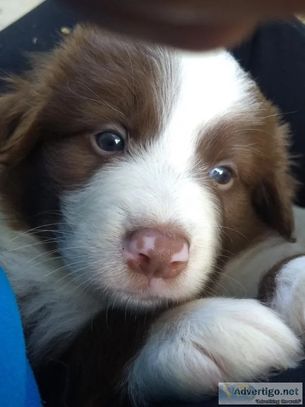 Australian ShepherdBorder Collie Mix Puppies