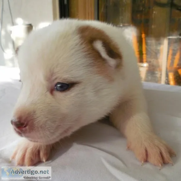 Beautiful Rare Brown Piebald Husky Puppy with Blue Eyes