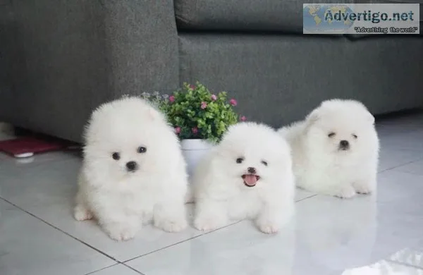 Xmas Pomeranian Puppies