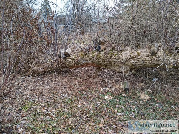 Free firewood