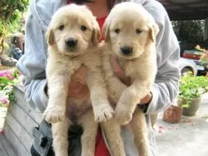 Wonderful Labrador Retriever Pups for Sale