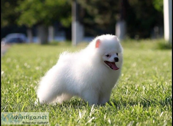 Pomeranian Puppies For Sale