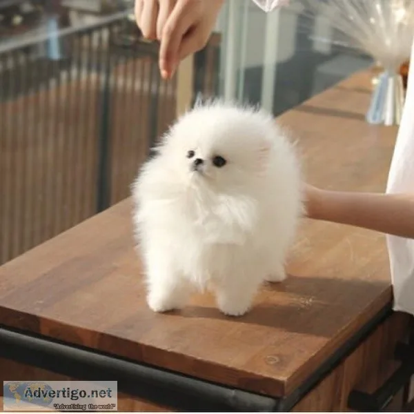 Teacup Pomeranian Puppies