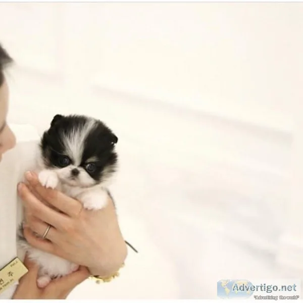 Teacup Pomeranian puppies