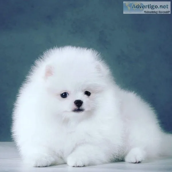 Adorable x mas Pomeranian Puppies for sale