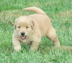 Stunning Light Cream Golden Retriever Puppies