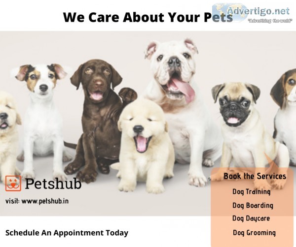 Best Dog Boarding services in Hyderabad-petshub