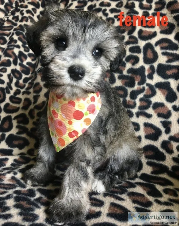 miniature schnauzers