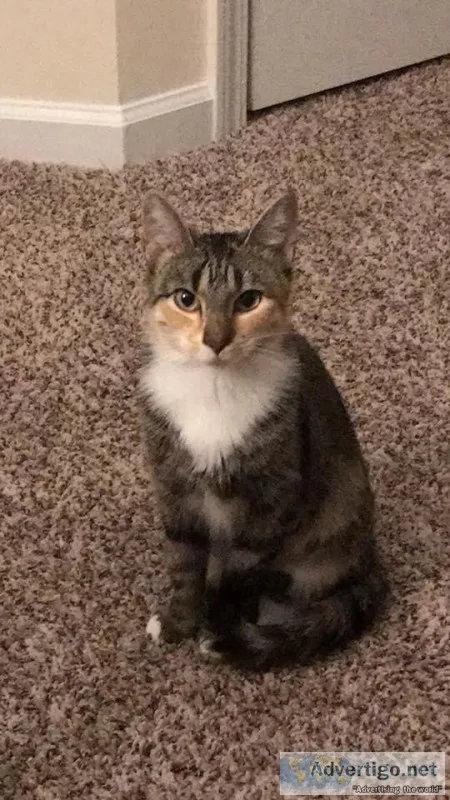 LOST CAT 11319