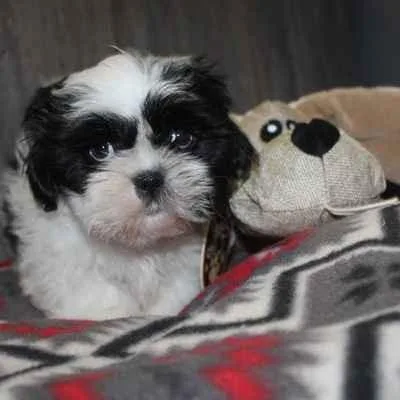 Shih-Tzu Puppies