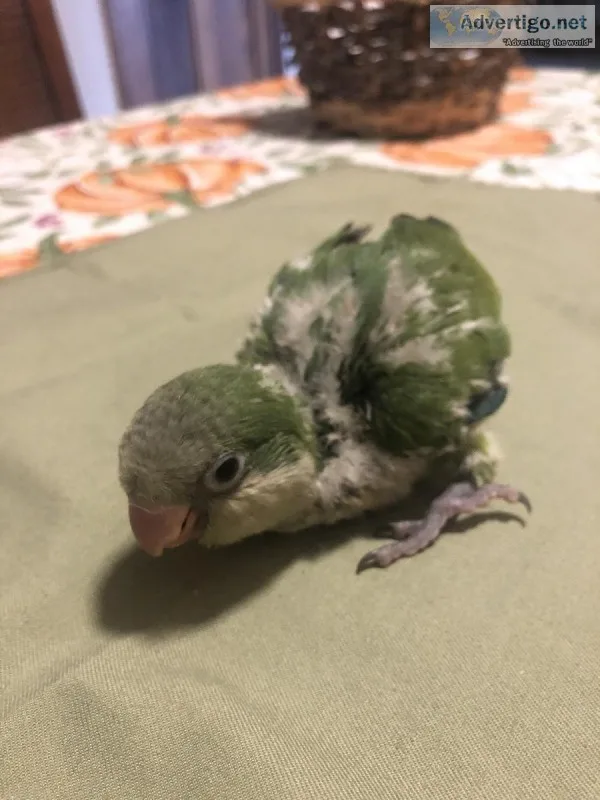 Quaker baby parakeets