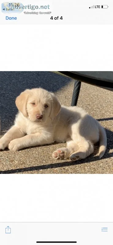 Adorable F1 labradoodle
