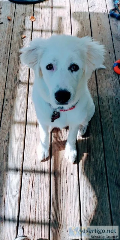 9 month female great pyrenees Mandy