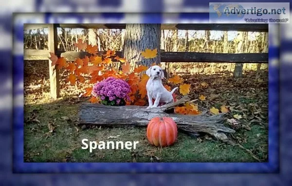 Spanner Male ACA Dalmatian