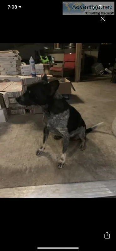 Free blue healer