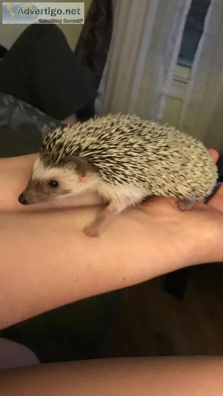 Free Hedgehog
