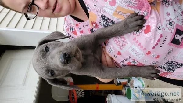 Great dane puppies