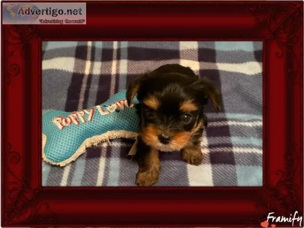 Male Yorkie puppy