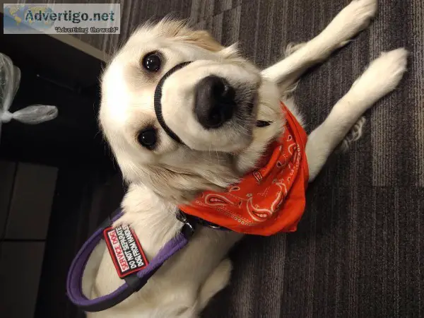 Train Your Dog to be a Service Dog