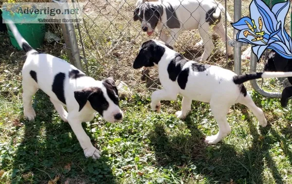 Great Dane-Mastiff puppies for sale