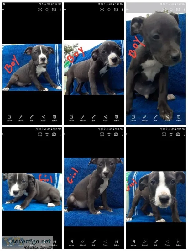Pit Bull Puppies