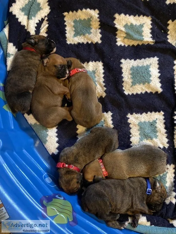Pure Bred Boxer Puppies