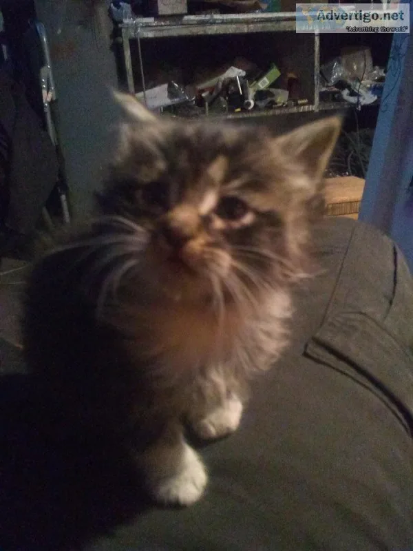 Kittens born September 28