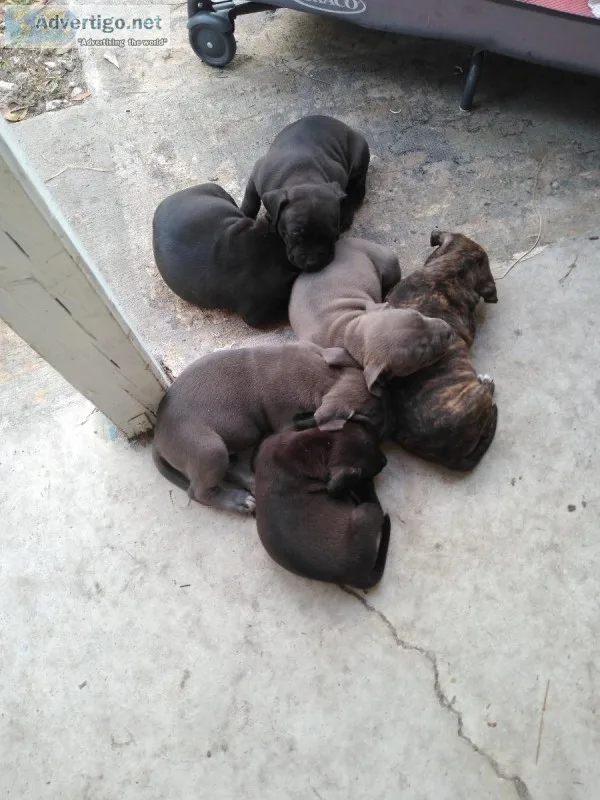 5 week old pitbull pups