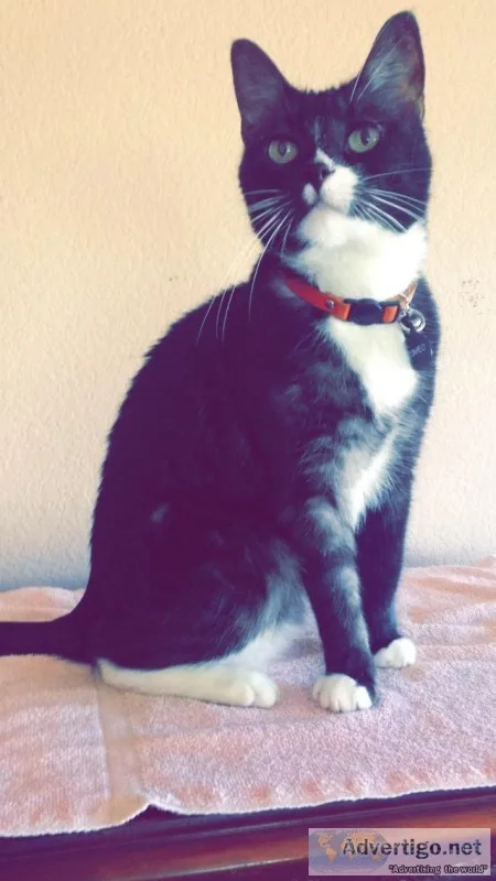 Furrever Home Wanted