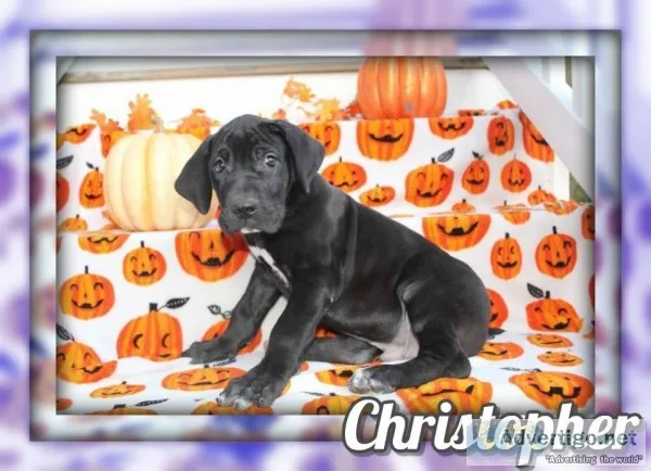 Christopher Male AKC Great Dane