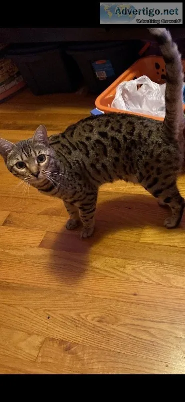 8 month of silver female bengal