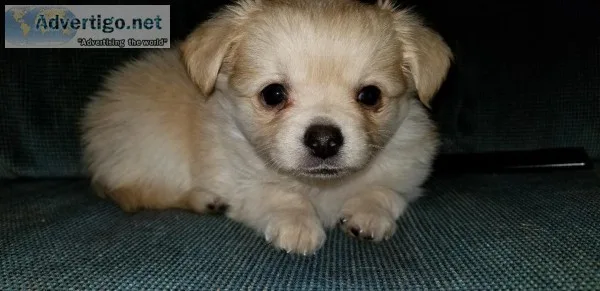 Chihuahua Puppies