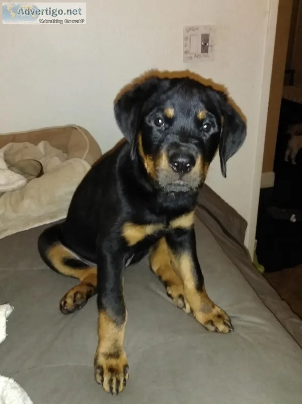 Beautiful German Blockhead Pup