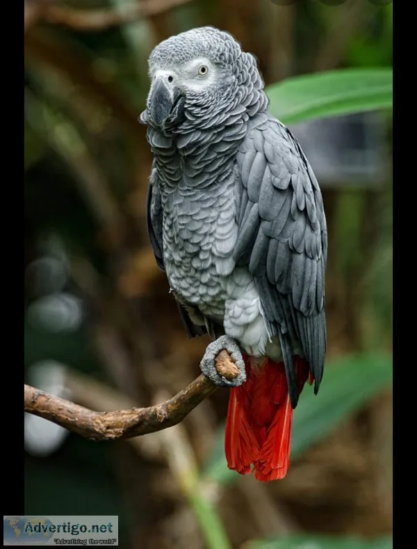 Africa grey parrots