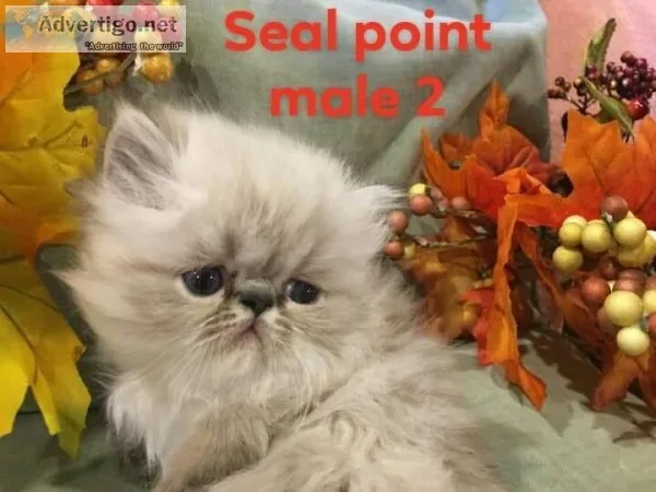 CFA registered Persian Himalayan kittens
