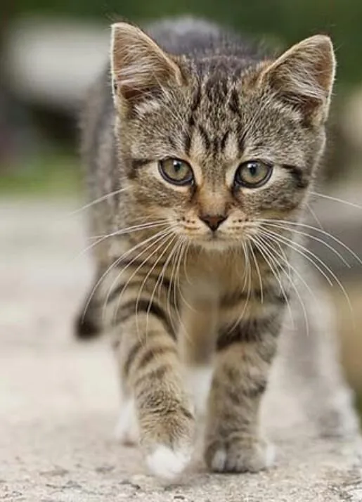 Free tiger striped female tabby
